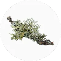 Oakmoss