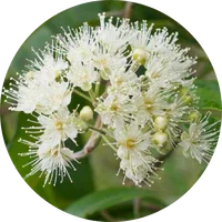 Myrtle