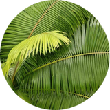 Palm Leaf