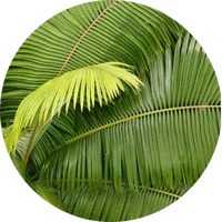 Palm Leaf