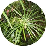 Cypriol (Nagarmotha)