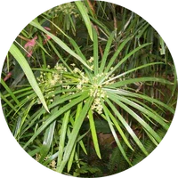 Cypriol (Nagarmotha)