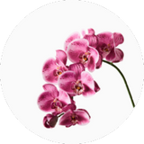 Orchid