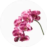 Orchid
