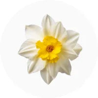 Narcissus