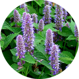 Hyssop