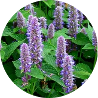 Hyssop