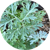 Artemisia (Wormwood)