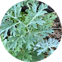 Artemisia (Wormwood)