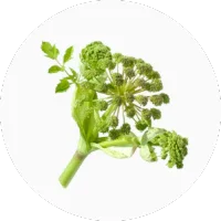 Angelica