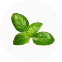 Basil