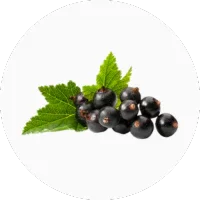 Blackcurrant