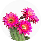 Cactus Blossom