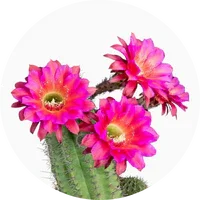 Cactus Blossom