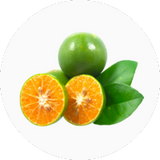 Calamondin (Calamansi)