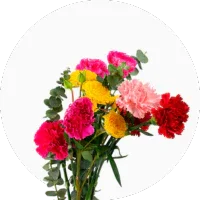 Carnation