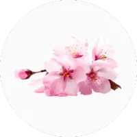 Cherry Blossom