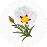 Cistus