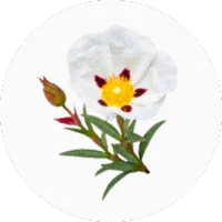 Cistus