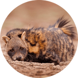 Civet