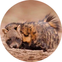 Civet