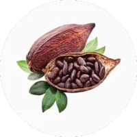 Cocoa