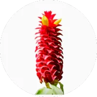 Costus