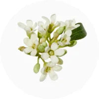 Amyris