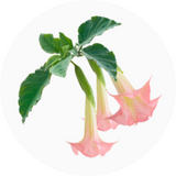 Angel's Trumpet (Brugmansia)