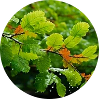 Beech