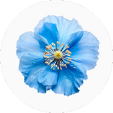 Blue Poppy