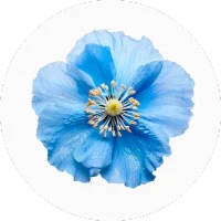 Blue Poppy