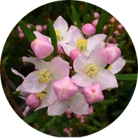 Boronia