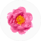 Camellia