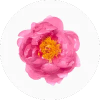 Camellia