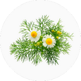 Chamomile