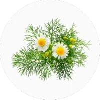 Chamomile