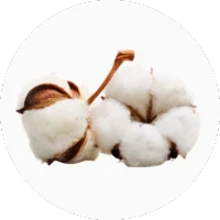 Cotton Flower