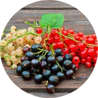 Currant