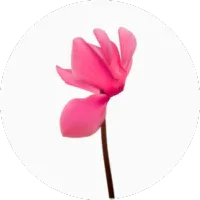 Cyclamen