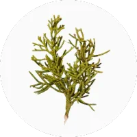 Cypress