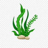 Seaweed
